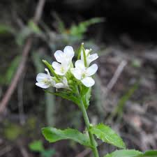 Sul litorale resistono bene l'asfodelo e il finocchio marino, nonostante le consistenti alterazioni del loro habitat; Piante Con Fiori Bianchi
