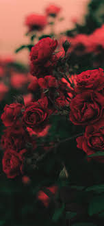Gorgeous hd wallpapers and backgrounds. Best Rose Iphone 11 Hd Wallpapers Ilikewallpaper