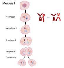 We did not find results for: Meoisis Phases Plant And Animal Reproduction At The Cell Level Udemy Blog