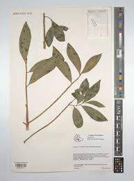 Image result for Warburgia ugandensis