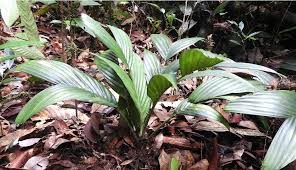 Image result for Parinari capensis