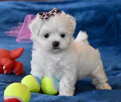 Www Texasteacuppuppy Comwe Treasure Our Tiny Puppies Maltese Baby Girl Posh Is Available Dallas T Maltese Puppy Maltese Puppies For Sale Teacup Puppies Maltese