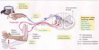Lengkung refleks (reflex arc) lengkung refleks merupakan jalur yang dilalui proses reflex/ gerak refleks. Sistem Saraf Manusia Gerak Refleks