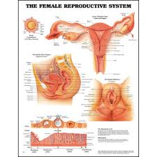 Anatomy Chart The Female Reproductive System