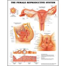 anatomy chart the female reproductive system