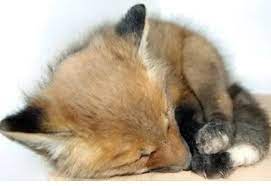 Please Follow Newborn Baby Fox Dozing Littlefox Babyfox Kit Kitten Foxlove Ilovefoxes Fox Foxes Fuchse Fuchs Renard Renards Pet Fox Fox Baby Fox
