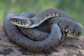 Grass Snake Natrix Natrix Reptilien Und Amphibien Amphibien Reptilien