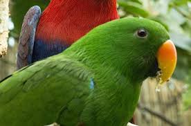 Image result for parrot