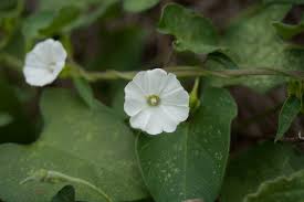 Image result for Ipomoea plebeia