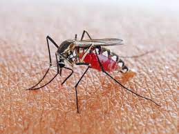 By studying malaria mosquitoes in their natural environments, mainly at icipe's thomas odhiambo campus in mbita on the shores of lake victoria in kenya, the researchers found that mosquitoes. How Self Limiting Mosquitos Can Help Eradicate Malaria Wired