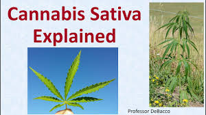Image result for Cannabis sativa