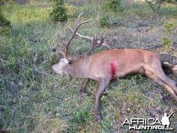 How to say elk in german. Germany Guided Bavarian Red Stag Rotwild Hunts Africahunting Com