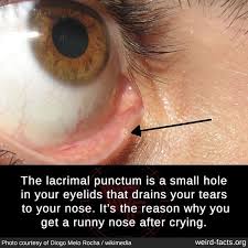 The Lacrimal Punctum Is A Small Hole In Your Eyelids That Drains Your Tears To Your Nose It S The Reason W In 2020 Wow Facts Interesting Facts About World Weird Facts