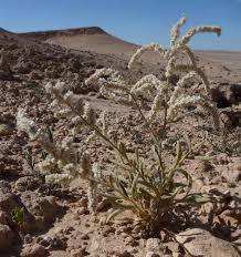 Image result for Aerva javanica