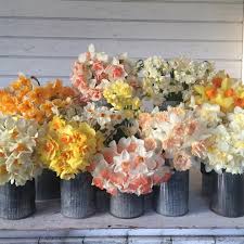 See more ideas about wedding flowers, wedding, cheap wedding flowers. Look At All Of These Smiling Little Faces You D Never Guess They Were Daffodils Huh Daffodil Wedding Wedding Flowers Sunflowers Daffodil Wedding Flowers