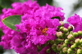 Image result for Lagerstroemia speciosa