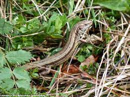 No, wasn't i supposed to have been a man before!? Amphibians And Reptiles Naturschatze Sudwestfalen En