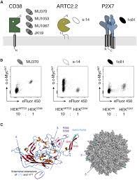 Phosphate buffered saline containing 0.1% sodium azide. Nanobody Enhanced Targeting Of Aav Gene Therapy Vectors Molecular Therapy Methods Clinical Development