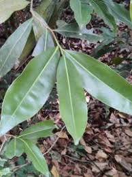 Image result for Gomphia