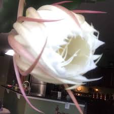 Plant a moon garden to showcase night blooming cereus, and complement it with another fragrant tropical flower, plumeria. Night Blooming Cereus Queen Of The Night Flower Gardensall Ornamentals