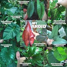 Pin By Mr Greenthumb On Aroid In 2020 Rare Plants Plant Leaves Plant Lover