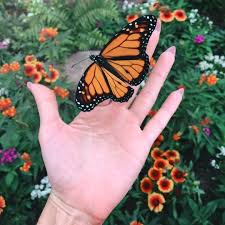 Search Amidstchaos For More Pins Like This Beautiful Butterflies Butterfly Wallpaper Summer Aesthetic