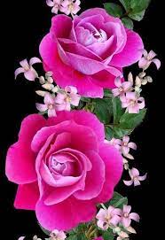 Entdecken sie natürlich schöne blumenbilder, lüften sie ihre geheimnisse und erleben sie, wie sie mit floralen wandbildern. 900 Blumen Ideen In 2021 Blumen Schone Blumen Wunderschone Blumen