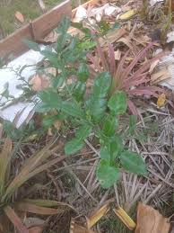 Air mata pengantin kisah sedih dengan sejarah pakndak pencetus guna herba. Pokok Inai Air