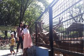 Kebun binatang adalah salah satu pilihan rekreasi publik yang mudah dijangkau. Kebun Binatang Surabaya Ditutup Sementara Republika Online