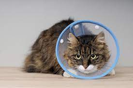 The domestic long hair cat personality is in fact a contributing factor to its popularity. Domestic Medium Hair Personality Care And More Aspca Pet Health Insurance