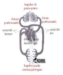 Maybe you would like to learn more about one of these? Alat Peredaran Darah Dan Fungsinya Idschool