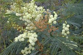 Image result for Acacia mearnsii