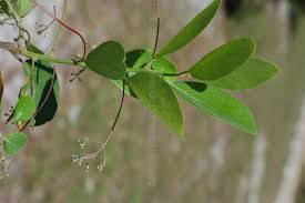 Image result for Synandrodaphne