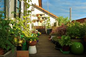 Da spinat auch vögeln gut schmeckt, decke ich ihn meist mit einem hellen, lichtdurchlässigen vlies ab. Meine Ernte Auch Gemusearten Die Im Ersten Moment Uberraschend Erscheinen Mogen Konnen Gut Auf Dem Balkon Gezogen Werden