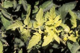 We found a great guide to identifying the nutrient deficiencies in your growing garden. Why Are My Tomato Plant Leaves Turning Yellow