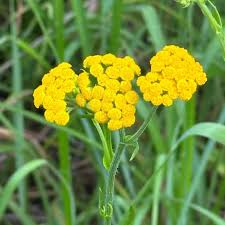 Image result for Nidorella welwitschii