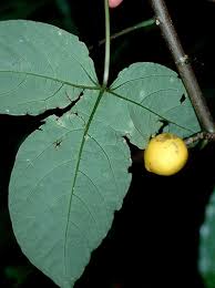 Image result for Vasconcellea