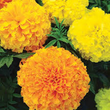 Search by image and photo. Marigold Seeds Our Best Flower Mix Ferry Morse Home Gardening 202 S Washington St Norton Ma 02766