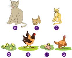 Menjelang sore hari, setelah menyediakan makan malam di atas meja, yang pada saat ini harus kusiapkan sendiri, sebab mbok minah, pembantu setiaku sedang pulang kampung, karena mendadak ada keluarga dekatnya di kampung yang sakit berat. Pembelajaran 1 Tema 6 Subtema 1 Aku Dan Cita Citaku Mikirbae Com