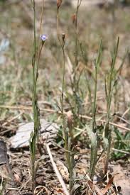 Image result for Wahlenbergia flexuosa