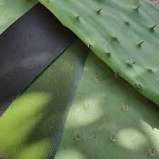 Cactus leaves or known as nopal leaves are the parts of cactus plants (opuntia ficusindica). All You Need To Know About Vegan Cactus Leather Watson Wolfe