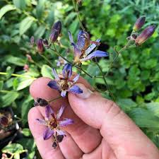 Image result for Triumfetta tenuipedunculata