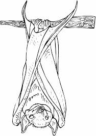 Coloring A Bat Sleep The Upside Down Picture Bat Coloring Pages Coloring Pages Bat Art