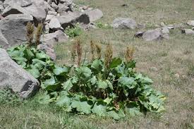 Image result for Rumex lanceolatus