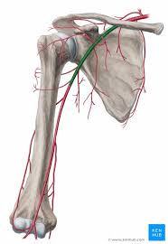 The axillary lymph nodes, also known commonly as axillary nodes, are a group of lymph nodes in the axilla and receive lymph from vessels that drain the arm, the walls of the thorax, the breast and the upper walls of the abdomen. Axillary Artery Anatomy Branches And Mnemonics Kenhub