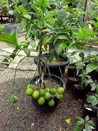 Saya dapati ada semut kecil yang berkampung di sekitar bunganya. Pokok Bidara Epal Hybrid Bidara Kedai Tanaman Online Facebook