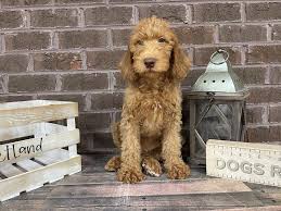 Check spelling or type a new query. Labradoodle Puppies Petland Knoxville