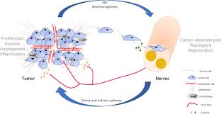 H t tan & associates. Role Of The Nervous System In Cancers A Review Cell Death Discovery