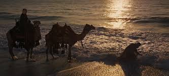 Camels in saudi arabia unfazed as desert is covered in snow. Flim