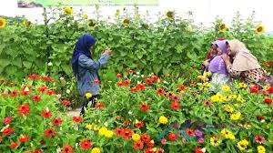 Taman bunga bandungan kebun setiya aji flower farm semarang mawar wisata tiket masuk alamat pak yoto jawa tengah ungaran ambarawa sumowono lokasi letak krisan potong. Taman Bunga Di Nganjuk Ini Ternyata Pembasmi Hama Agtvnews Com